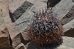 Melocactus peruvianus PV2754 Nasca na  Puquio  GPS188 Peru_Chile 2014_0047.jpg